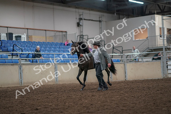 2019 Morgan Horse Show - Aug 31, 2019 - 03374