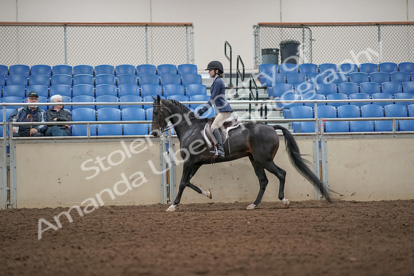 2019 Morgan Horse Show - Aug 31, 2019 - 04962