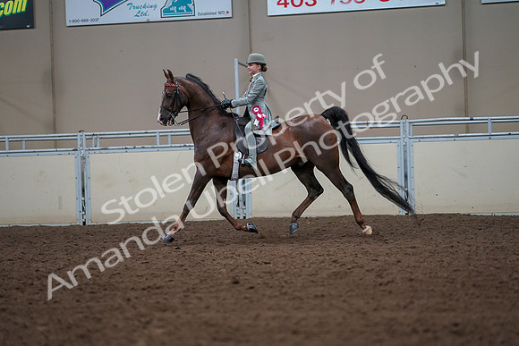 2019 Morgan Horse Show - Aug 30, 2019 - 18256