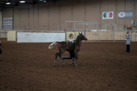 2019 Morgan Horse Show - Aug 31, 2019 - 00202