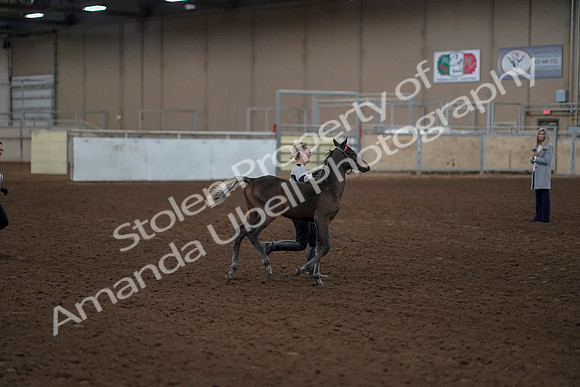 2019 Morgan Horse Show - Aug 31, 2019 - 00202