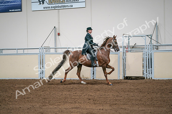 2020 - AB Morgan Horse - Fri, Sept 04 - 08111