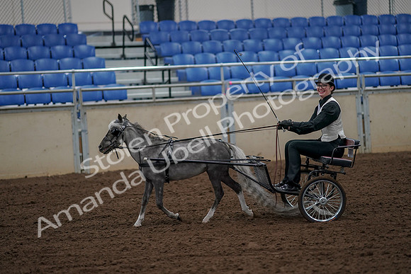 2019 Morgan Horse Show - Aug 30, 2019 - 13150