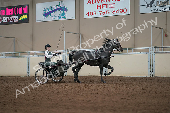 2019 Morgan Horse Show - Aug 31, 2019 - 04729
