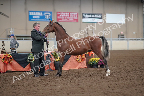 2019 Morgan Horse Show - Aug 30, 2019 - 25635