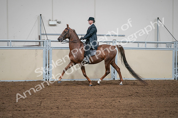 2020 - AB Morgan Horse - Fri, Sept 04 - 07977
