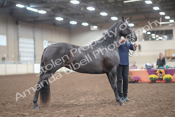 2019 Morgan Horse Show - Aug 31, 2019 - 00516
