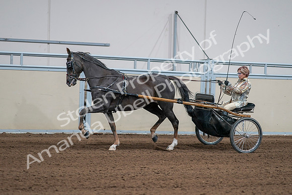 2020 - AB Morgan Horse - Sat, Sept 05 - 05883