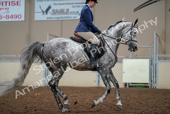 2019 Morgan Horse Show - Aug 30, 2019 - 22465