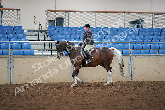 2019 Morgan Horse Show - Aug 30, 2019 - 22232