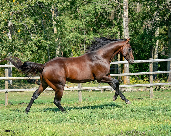 Illiad - 00156
