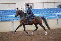 2019 Morgan Horse Show - Aug 30, 2019 - 24297