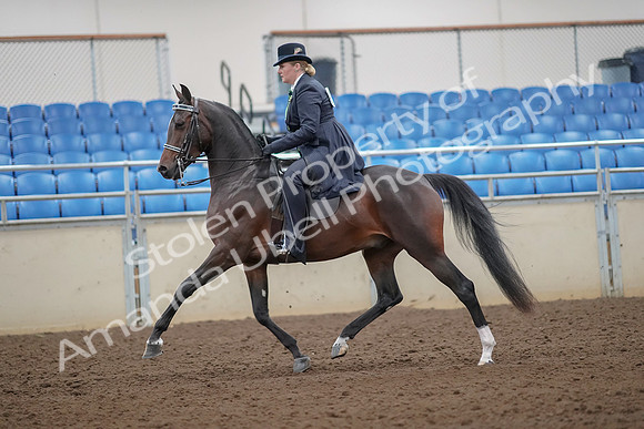 2019 Morgan Horse Show - Aug 30, 2019 - 24297