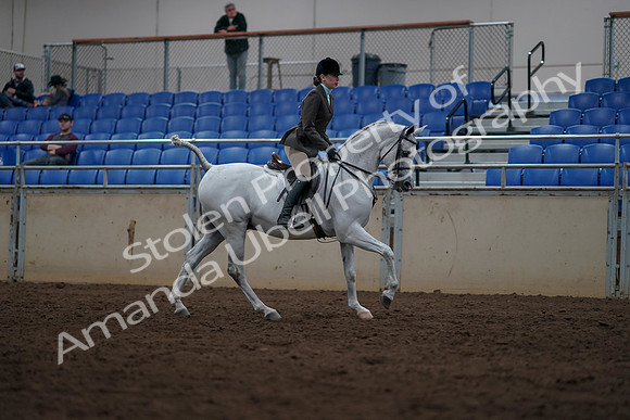 2019 Morgan Horse Show - Sept 01, 2019 - 08826