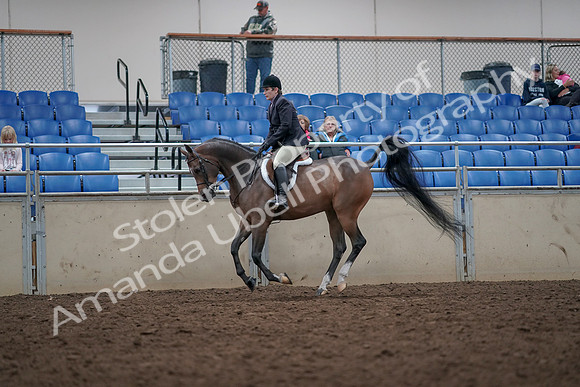 2019 Morgan Horse Show - Aug 31, 2019 - 16039
