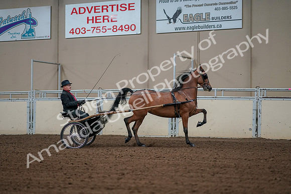 2019 Morgan Horse Show - Aug 30, 2019 - 13429