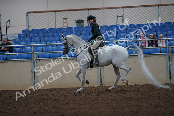 2019 Morgan Horse Show - Aug 31, 2019 - 15978