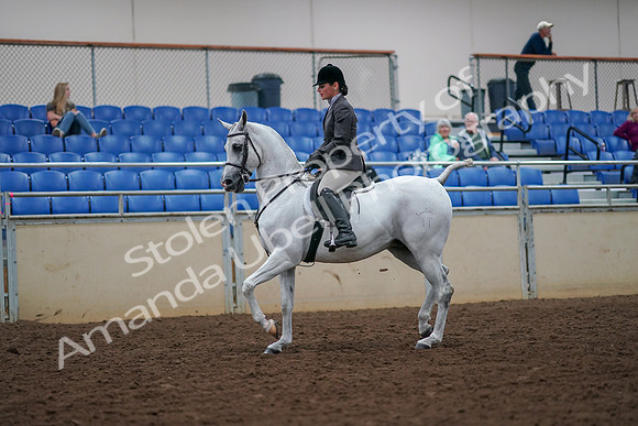 2019 Morgan Horse Show - Aug 30, 2019 - 17267