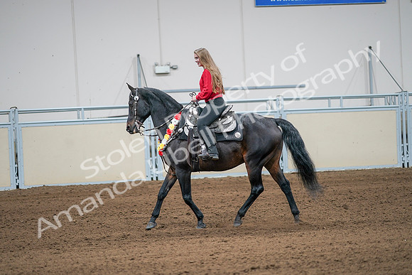 2020 - AB Morgan Horse - Sat, Sept 05 - 10411