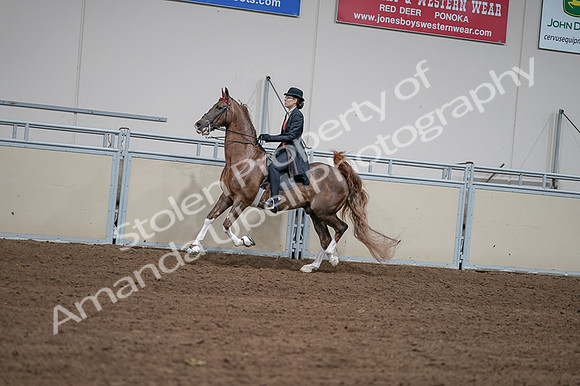 2020 - AB Morgan Horse - Fri, Sept 04 - 09605