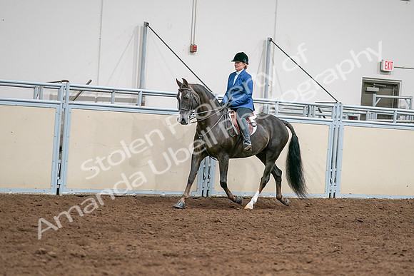 2020 - AB Morgan Horse - Sat, Sept 05 - 04991