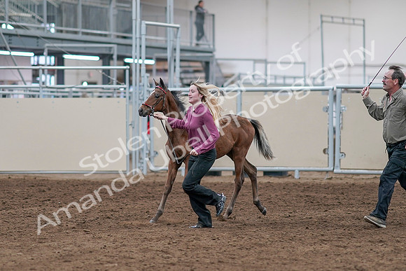 2020 - AB Morgan Horse - Sat, Sept 05 - 00465