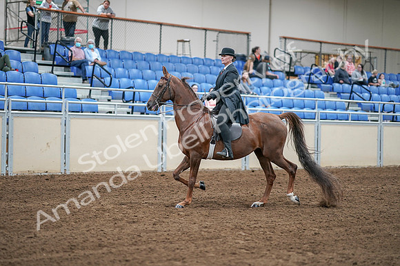 2020 - AB Morgan Horse - Fri, Sept 04 - 07925