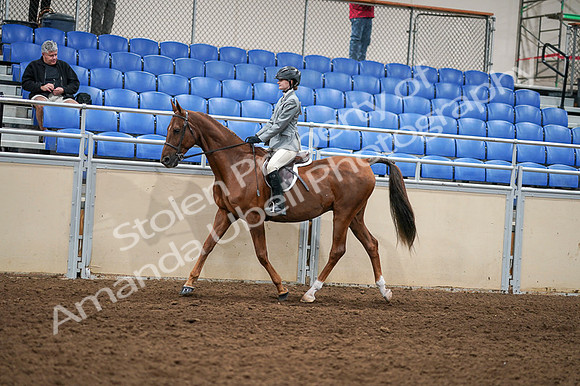 2020 - AB Morgan Horse - Fri, Sept 04 - 02958
