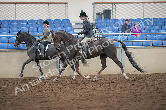 2019 Morgan Horse Show - Aug 30, 2019 - 20070