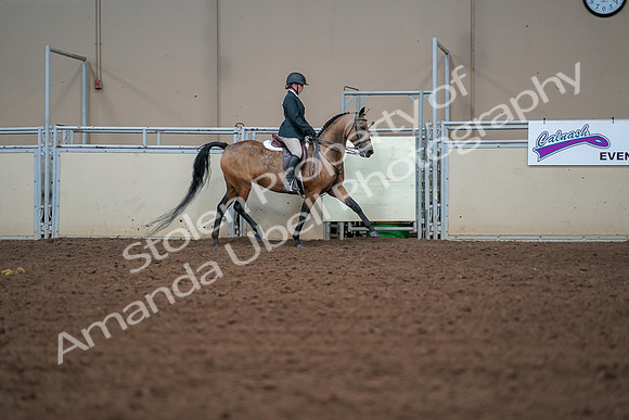 2019 Morgan Horse Show - Aug 30, 2019 - 20792