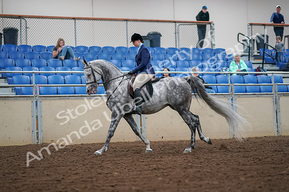 2019 Morgan Horse Show - Aug 30, 2019 - 16289