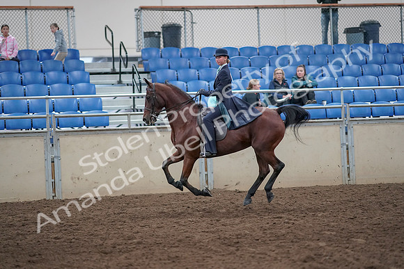 2019 Morgan Horse Show - Aug 31, 2019 - 08855