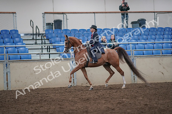 2019 Morgan Horse Show - Aug 31, 2019 - 08653