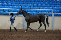 2020 - AB Morgan Horse - Fri, Sept 04 - 00731