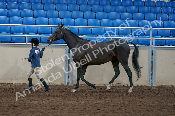 2020 - AB Morgan Horse - Fri, Sept 04 - 00731