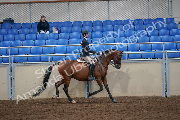 2020 - AB Morgan Horse - Fri, Sept 04 - 06134