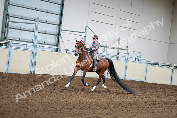 2020 - AB Morgan Horse - Sat, Sept 05 - 12074