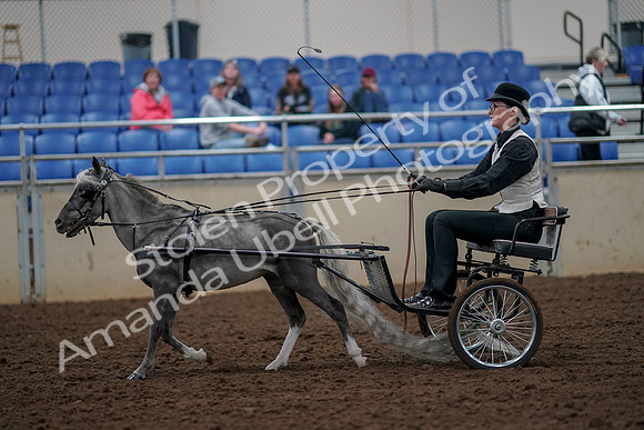 2019 Morgan Horse Show - Aug 30, 2019 - 13286