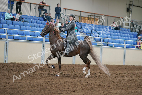 2020 - AB Morgan Horse - Sat, Sept 05 - 06683