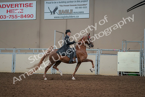 2019 Morgan Horse Show - Aug 30, 2019 - 25282