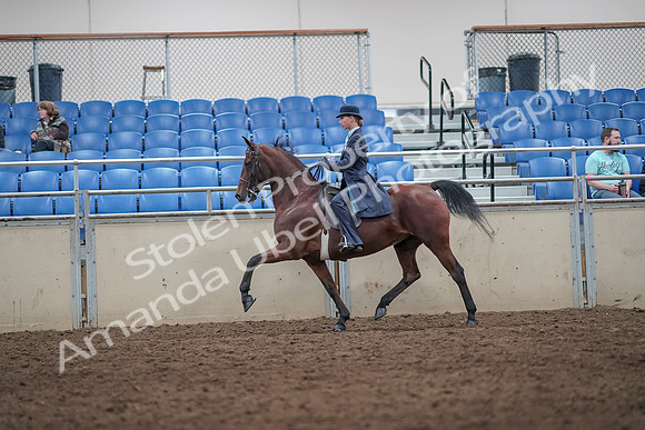 2019 Morgan Horse Show - Aug 31, 2019 - 08720