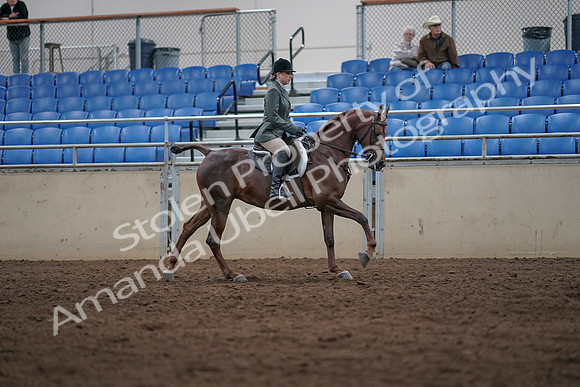 2019 Morgan Horse Show - Sept 01, 2019 - 08770