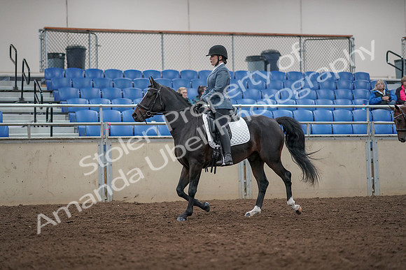 2019 Morgan Horse Show - Aug 31, 2019 - 07240