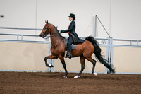 2020 - AB Morgan Horse - Sat, Sept 05 - 06700
