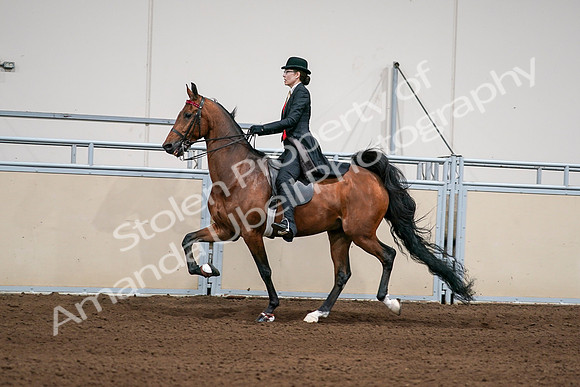 2020 - AB Morgan Horse - Sat, Sept 05 - 06700
