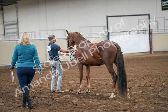 2020 - AB Morgan Horse - Sat, Sept 05 - 00209