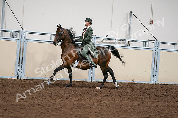 2020 - AB Morgan Horse - Fri, Sept 04 - 03339