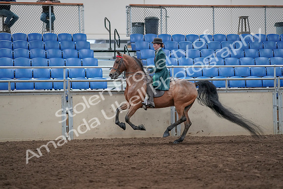 2019 Morgan Horse Show - Sept 01, 2019 - 13277