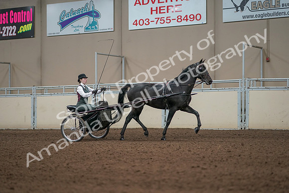 2019 Morgan Horse Show - Aug 31, 2019 - 04731