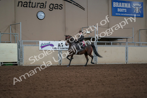 2019 Morgan Horse Show - Aug 30, 2019 - 28297